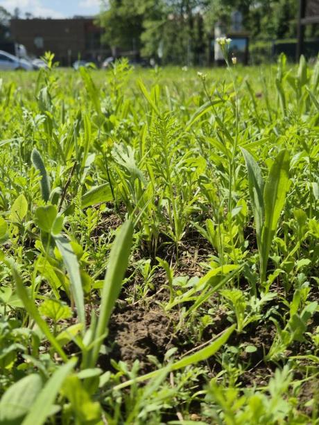 Mały krok dla trawnika, wielki skok dla natury. Świętujemy Międzynarodowy Dzień Różnorodności Biologicznej